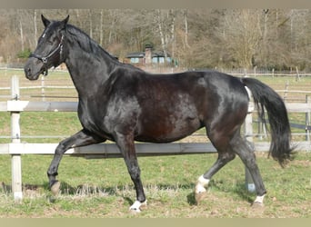 Hanoverian, Stallion, Foal (03/2026), 17 hh, Black