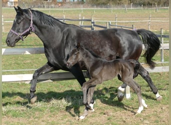 Hanoverian, Stallion, Foal (03/2026), 17 hh, Black