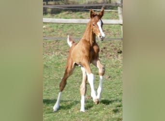 Hanoverian, Stallion, Foal (03/2026), 17 hh, Chestnut-Red