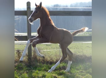 Hanoverian, Stallion, Foal (03/2026), 17 hh, Chestnut-Red