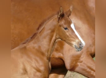 Hanoverian, Stallion, Foal (03/2026), 17 hh, Chestnut-Red