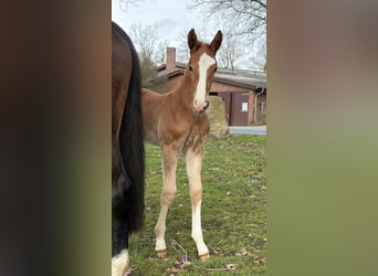 Hanoverian, Stallion, Foal (02/2026), Chestnut-Red