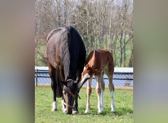 Hanoverian, Stallion, Foal (02/2026), Chestnut-Red