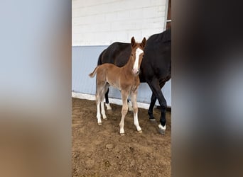Hanoverian, Stallion, Foal (02/2026), Chestnut-Red