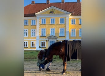 Hucul, Gelding, 18 years, 12,2 hh