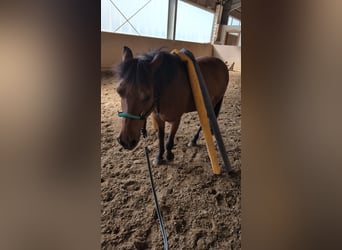 Hucul, Gelding, 18 years, 12,2 hh