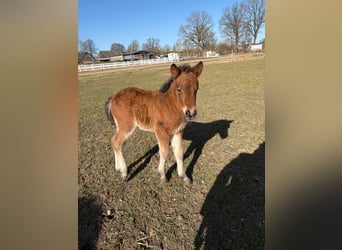 Icelandic Horse, Stallion, Foal (01/2026), 14,1 hh, Brown