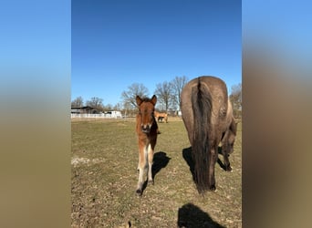 Icelandic Horse, Stallion, Foal (01/2026), 14,1 hh, Brown