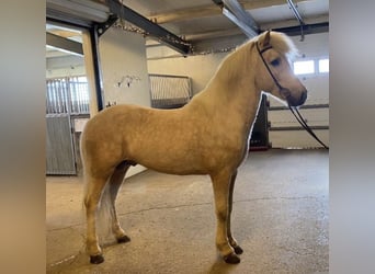 Icelandic Horse, Stallion, 6 years, 14,1 hh, Palomino