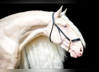 Lusitano, Stallion, 12 years, 15,3 hh, Cremello