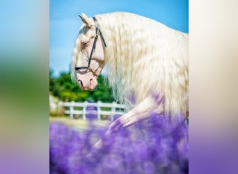 Lusitano, Stallion, 12 years, 15,3 hh, Cremello