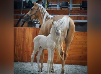 Lusitano, Stallion, 12 years, 15,3 hh, Cremello
