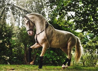 Lusitano, Stallion, 12 years, 15,3 hh, Cremello
