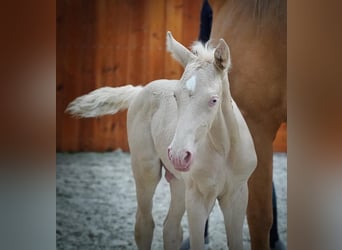 Lusitano, Stallion, 12 years, 15,3 hh, Cremello