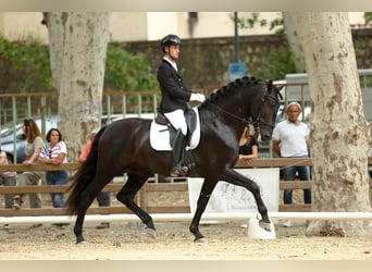 PRE, Stallion, 9 years, 16,3 hh, Black