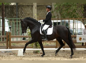 PRE, Stallion, 9 years, 16,3 hh, Black