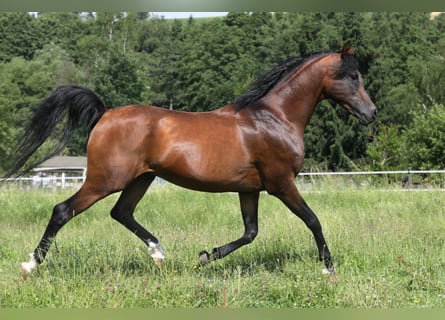 Arabian horses, Stallion, 27 years, 15 hh, Brown