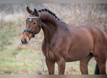 KWPN, Gelding, 4 years, 16,1 hh, Brown