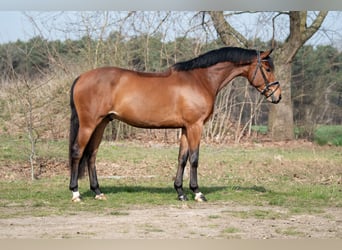 KWPN, Gelding, 4 years, 16,1 hh, Brown