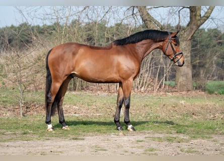 KWPN, Gelding, 4 years, 16,1 hh, Brown