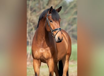 KWPN, Gelding, 4 years, 16,1 hh, Brown