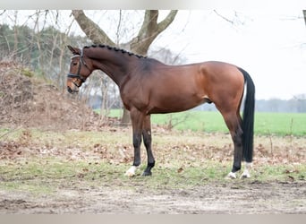 KWPN, Gelding, 4 years, 16,1 hh, Brown