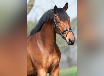 KWPN, Gelding, 4 years, 16,1 hh, Brown