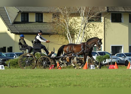 KWPN, Gelding, 5 years, 16 hh, Brown