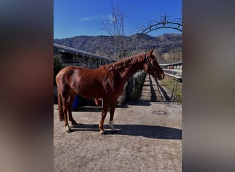 KWPN Mix, Mare, 5 years, 16 hh, Chestnut-Red