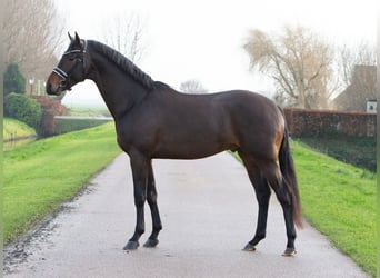 KWPN, Stallion, 3 years, 16,1 hh, Bay-Dark