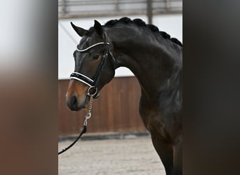 KWPN, Stallion, 3 years, 16,1 hh, Bay-Dark