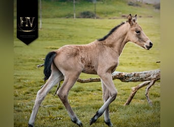 KWPN, Stallion, Foal (01/2026), Buckskin