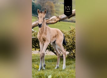 KWPN, Stallion, Foal (01/2026), Buckskin