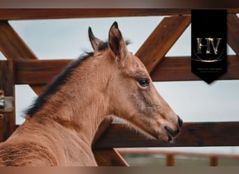 KWPN, Stallion, Foal (01/2026), Buckskin