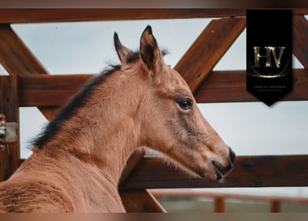KWPN, Stallion, Foal (01/2026), Buckskin
