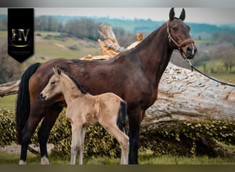 KWPN, Stallion, Foal (01/2026), Buckskin