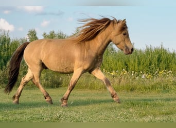 NMPRS, Stallion, 6 years, 9,1 hh, Champagne