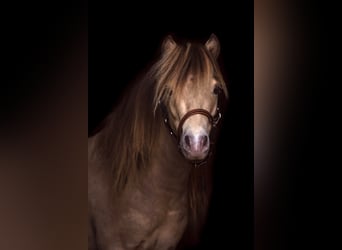 NMPRS, Stallion, 6 years, 9,1 hh, Champagne
