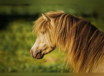 NMPRS, Stallion, 6 years, 9,1 hh, Champagne