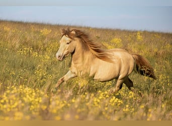 NMPRS, Stallion, 6 years, 9,1 hh, Champagne