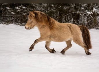 NMPRS, Stallion, 6 years, 9,1 hh, Champagne