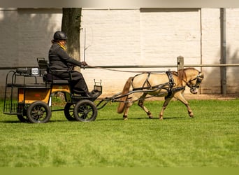 NMPRS, Stallion, 6 years, 9,1 hh, Champagne