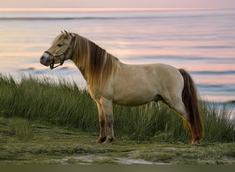 NMPRS, Stallion, 6 years, 9,1 hh, Champagne