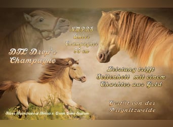 NMPRS, Stallion, 6 years, 9,1 hh, Champagne