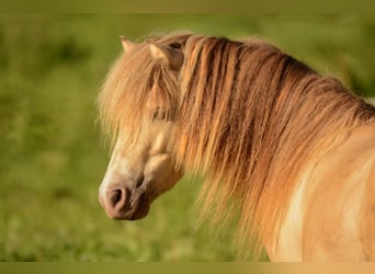 NMPRS, Stallion, 6 years, 9,1 hh, Champagne