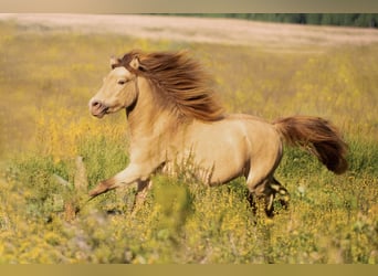 NMPRS, Stallion, 6 years, 9,1 hh, Champagne