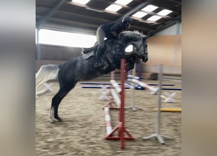 Mecklenburg Warmblood, Mare, 8 years, 16,3 hh, Grey