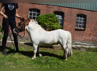 Mini Shetland Pony, Stallion, 14 years, 8 hh, Pinto