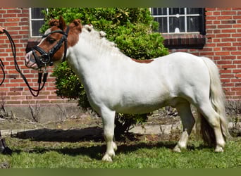 Mini Shetland Pony, Stallion, 14 years, 8 hh, Pinto