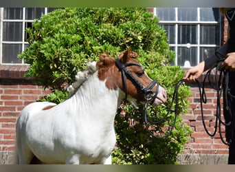 Mini Shetland Pony, Stallion, 14 years, 8 hh, Pinto